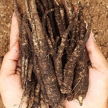 생더덕 더덕제철 제주더덕 몸에좋은 더덕의효능 2kg, 1박스, 중 2kg