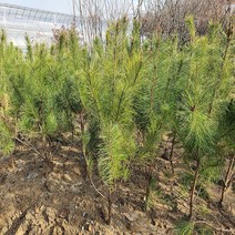 충주원예조경 소나무(적송)* 1m(전후), 주