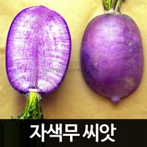 자색 무우 씨앗 무 종자 김장 가을 채소 야채 100알