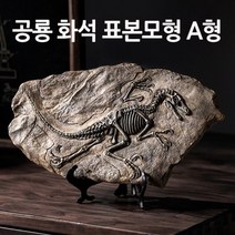 공룡 화석 표본모형 A형 RTS