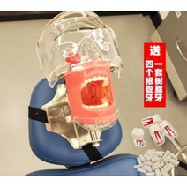 치아 모형 재료상 입모형 칫솔질 모형 치아 치과 충치 교구 치과구강교육 시뮬레이션모델 간이, 01 간이 협탁식(파이프 4개
