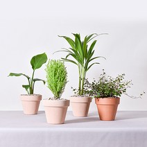 실내공기정화식물 이태리토분 분갈이 식물키우기 몬스테라 유칼립투스 테이블야자 오렌지자스민, 17.마오리소포라, 4.이태리 모카