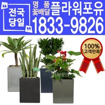 관엽식물 공기정화식물 대전 대구 울산 개업화분 화분배달, (선택99)금호선인장