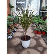 드라세나 마지나타/옐로우/높이60센치정도