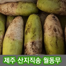 제주직송 아삭아삭 싱싱하고 맛좋은 제주월동무, 제주월동무15kg, 1개
