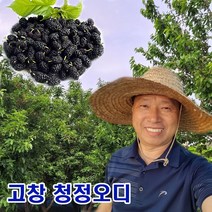 오디 햇 토종 뽕나무열매 오들개 생과 3kg 냉동 고창, 오디 3kg