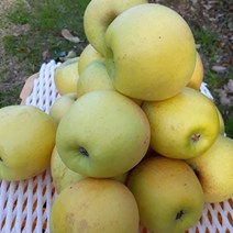 청송사과 - 시나노골드, 7.골드중 5kg