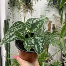 더라라플랜트 스킨답서스 픽투스 아르지리우스 Scindapsus Pictus Argyraeus