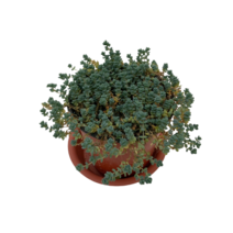 다육식물 200여종 다육 식물 최다종 화분, 다육식물_희성미인, 1개, 1개