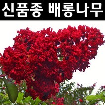 배롱나무/다이너마이트 묘목 삽목1년 뿌리묘 3개/정원/공원/조경수
