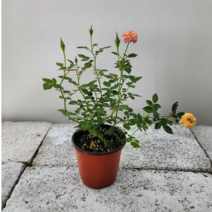 카멜레온찔레(꽃이 빛에의해 색상이 변해요) 새로입고, 1개