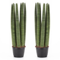 방사형 스투키 (특대)1+1 기본포트/공기정화식물