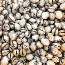 [더조은푸드] 산지직송 제철에먹는 벌교 새꼬막 1kg, 벌교 새꼬막 (20-24mm) 1kg
