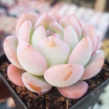 희귀다육 10종세트, 10번-스타마크