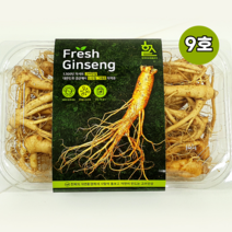 세척인삼 삼계탕인삼 금산 수삼 인삼 막삼 파삼 고려인삼 6년근 양삼 뿌리 9호