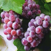 [노말테이블]크림슨 적포도 캔디하트 프리미엄거봉, 1kg, 1개