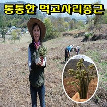 우량 먹고사리종근 뿌리 20kg 고사리재배 평당1키로 식재