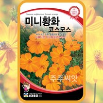왜성 황색코스모스 씨앗 미니황화 오렌지 코스모스 50립 꽃씨몰 Orange Cosmos, 단품