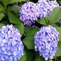 [경북농원] 원예수국 산수국 목수국 판매중 / 조경수 관상용, 원예수국 포트묘 5치포트