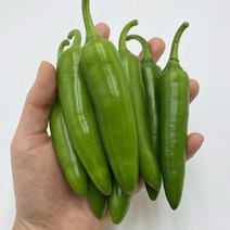 국내산 아삭이 모닝고추 특품 소량 기획전 500g [노블프레쉬], 모닝고추 500g