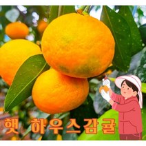 고당도 햇귤 제주 하우스 감귤 하우스귤 새콤달콤 제주귤, 1kg, 로얄과 (S~M)