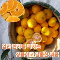 [고당도꿀감귤] 마미템 제주도 하우스 귤 가정용 2s M L 3kg 5kg 고당도 소과 로얄과 중과, 2.5kg 소과, 1개