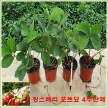 *딸기모종 킹스베리 딸기 모종 = 4주 판매, 킹스베리 컵포트 4주 판매