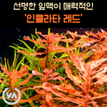 [비바소녀] 선명한 잎맥이 매력인 루드위지아 인클라타 레드(3줄기) 초보수초 레이아웃 미니어항
