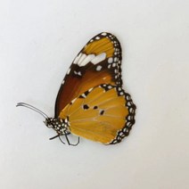 오리지널 나비 진짜 표본 날개 펴지 않은 곤충 나비목 과학 교육 수제 DIY 홈장식 홈데코 동상, 5
