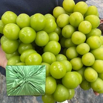 프리미엄 초고당도 수출용 샤인머스켓 선물세트, 1개, 2_2. 선물용 샤인머스켓 1.4kg