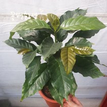 45~75cm 커피나무 중품 99