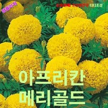 팝플라워 아프리칸메리골드 Lemon Yellow 씨앗 10립