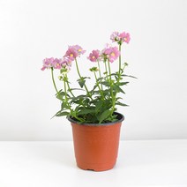 네메시아 꽃모종 핑크 보라 야생화 꽃키우기 마이플랜트, 네메시아 핑크 소형