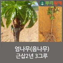 엄나무 음나무 민엄나무 근삽2년 3그루 뿌리원예