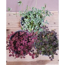 행복한꽃순이//크로바(자엽/무늬/흑크로바)/노지월동3종 묶음