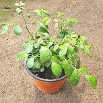 오렌지자스민 집에서키우기쉬운식물 자스민키우기 _ 11111EA, 그린 본상품선택