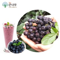 The큰나무 2021년 아로니아 급냉, 1개, 10kg