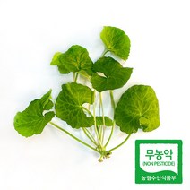 생 병풀 50g 친환경 국내산 식용 고투콜라