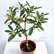 플라워석 천리향 40cm 선물가능 인테리어 플랜테리어 키우기쉬운 반려식물 서향나무 향기 꽃 예쁜 식물 화분, 2. 천리향 1+1