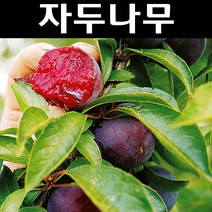 자두(피자두) R3cm(분) 1개/나무 묘목/과실수/유실수