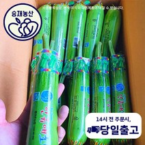 승재농산 국내산 애호박 호박 인큐애호박 (상등급) 10개 20개