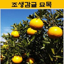 조생감귤 묘목 5년생 JJ26