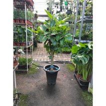 왕대형 뱅갈고무나무 대품 110-140cm 499