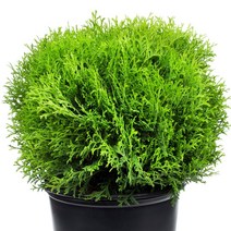 침엽수 측백나무 묘목 / 둥근 서양측백 / 리틀자이언트 / 귀여운 초록나무 / 3년생 2주묶음 NT12