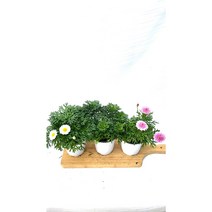 [골든플랜트] {세트} 3종3개1세트 목마가렛(빨강 핑크 흰색) 꽃밥 너무좋고 수형이 너무 이쁘고 빵이 너무좋습니다