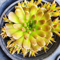 에덴플랜트 지리좀 바위솔 지리산좀 좀바위솔 월동 다육이 노지월동 플랜테리어 초보다육 키우기쉬운식물, 1개