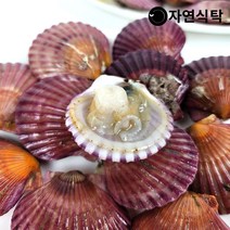 [산지직송]통영 고성 제철 홍가리비 5kg(135미내외)
