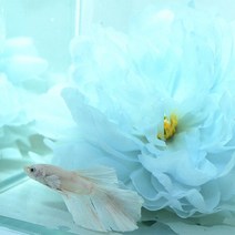 베타 실크 플라워 베드 꽃침대 연블루, 단품