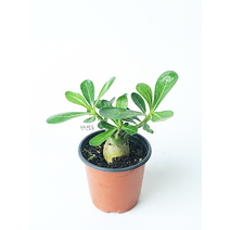 석화 사막장미 실내공기정화식물 키우기쉬운식물 모종, 석화 (사막장미), 1개