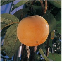 감나무 단감 태추 [접목1년] kjot